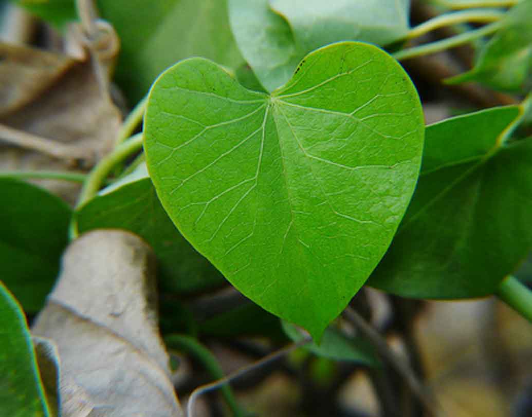 গুলঞ্চ।
