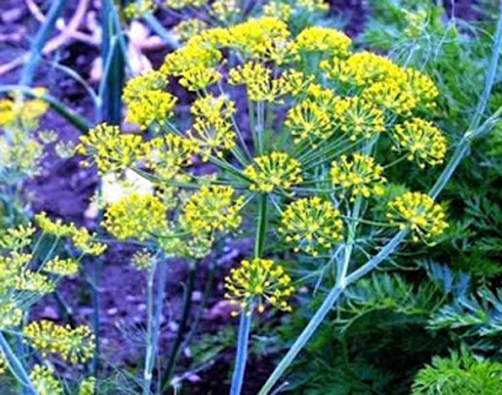 শেলুকা।