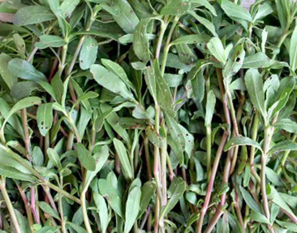 হিঞ্চে।