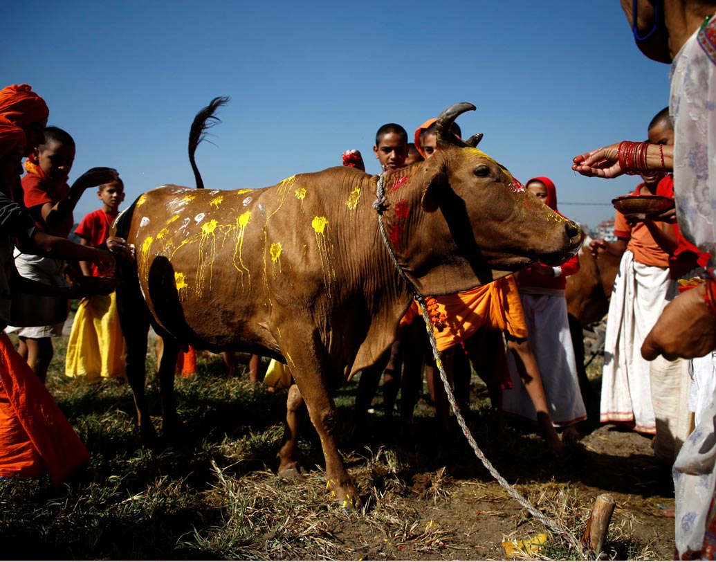 দীপাবলির উৎসবে মেতে উঠেছে নেপাল। রাজধানী কাঠমাণ্ডু-সহ সারা দেশেই চলছে পাঁচদিনের তিহার উৎসব। এই উৎসবে পশু পাখিদেরও সম্মান জানানো হয়। তার জন্য চলে ‘কাগ তিহার’ ও ‘কুকুর তিহার’। তাছাড়া ভাইয়েরা টিকা দিয়ে বোনেদের মঙ্গল কামনা করেন।