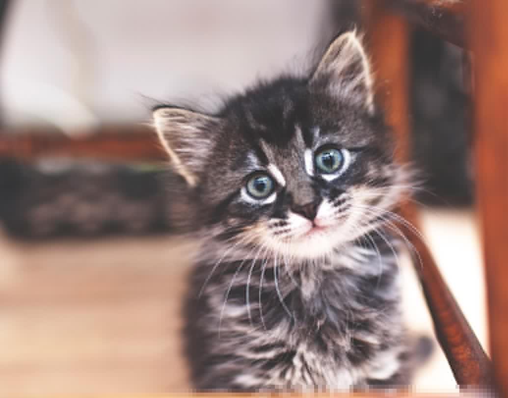 দিল্লির বহু স্কুলেচতুর্থ শ্রেণির পরিবেশ বিদ্যার বইয়ে ‘লিভিং থিং’ এবং ‘নন লিভিং থিং’ বিষয়টি বোঝানো হয়। আর সেখানেই একটি নিশ্চিদ্র বাক্সে বিড়ালছানাকে ঢুকিয়ে দিয়ে অপেক্ষা করার কথা বলা। যতক্ষণ না বিড়ালছানাটি মারা যায়, ততক্ষণ অপেক্ষা করার নিদানও দেওয়া হয় সেখানে।