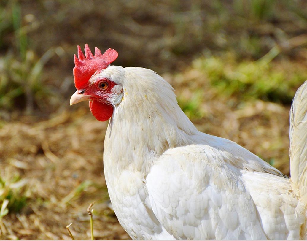 গার্ডেনরিচ বাজার থেকে সংগৃহীত মুরগির মাংসের প্রতি কেজিতে লেডের পরিমাণ ৯.৫৮ মিলিগ্রাম।