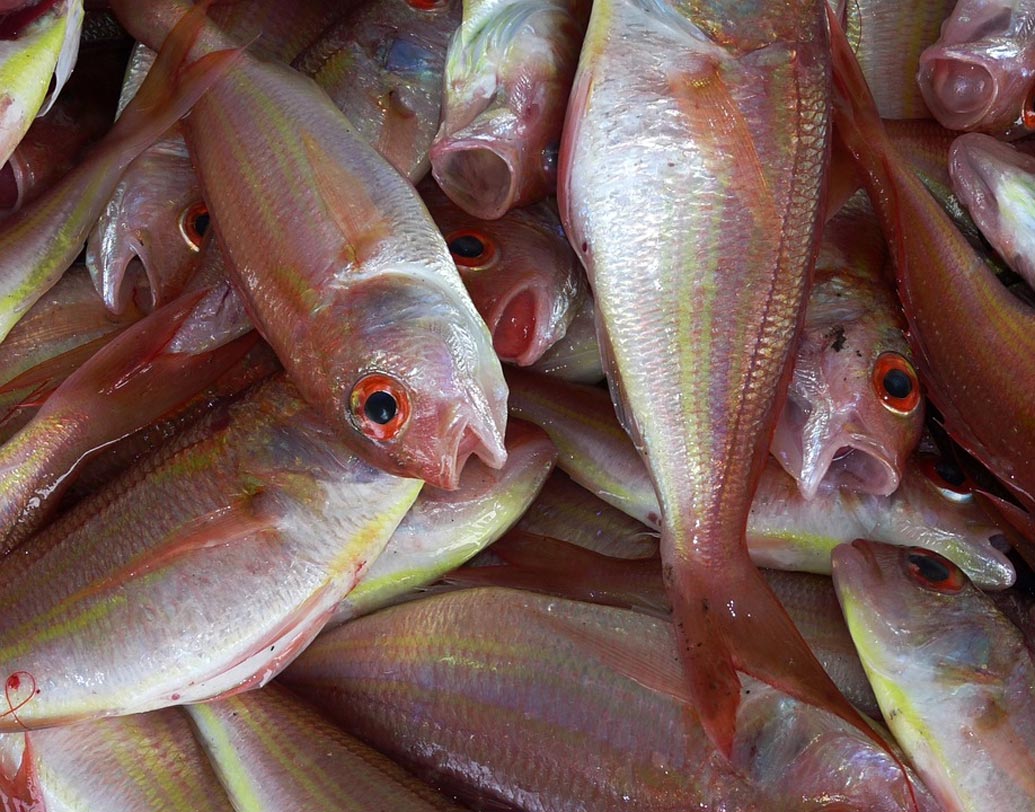 গার্ডেনরিচ বাজার থেকে সংগৃহীত মাছে ভয়াবহ মাত্রায় লেড পাওয়া গিয়েছে। প্রতি কেজি মাছে লেডের পরিমাণ ১.৩৩ থেকে ১৭.৮০ মিলিগ্রাম।