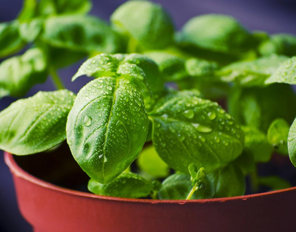 যে তুলসি পাতা আয়ুর্বেদিক ওষুধ হিসেবে ব্যবহৃত হয়, সেই তুলসিতেও পাওয়া গিয়েছে ভয়াবহ মাত্রার লেড। ফুড সেফটি অ্যান্ড রেগুলেশন অনুযায়ী, শিশুদের রক্তে প্রতি লিটারে লেডের মাত্রা .০৫ মিলিগ্রাম ও প্রাপ্তবয়স্কদের প্রতি লিটার রক্তে .২৫ মিলিগ্রামের বেশি হয়ে গেলেই তা মারাত্মক আকার ধারণ করতে পারে।