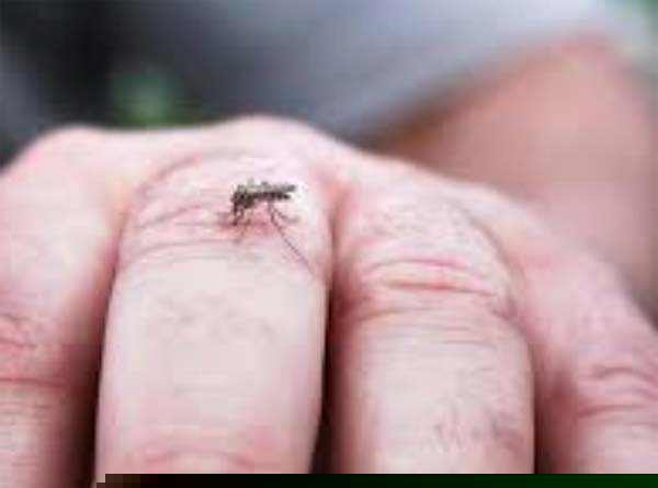 Dengue is not written in death certificate