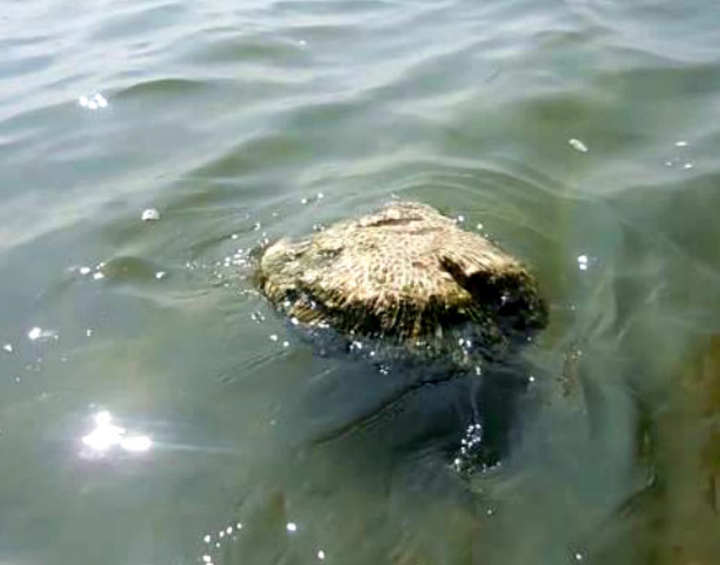 জলে ভাসমান পাথর: রামায়ণের বর্ণনা অনুযায়ী, লঙ্কা থেকে সীতাকে উদ্ধারের জন্য রামচন্দ্রের বানর সেনা সমুদ্রের জলে পাথর ফেলে সেতু বানিয়েছিল। রামচন্দ্রের নাম লেখা সেই পাথরগুলি না কি জলে ভেসেছিল। তামিলনাডুর রামেশ্বরমে এমনই ভাসমান পাথর দেখতে পাওয়া যায়। স্থানীয়দের বিশ্বাস, এই ধরনের পাথর দিয়েই সেতু তৈরি হয়েছিল।