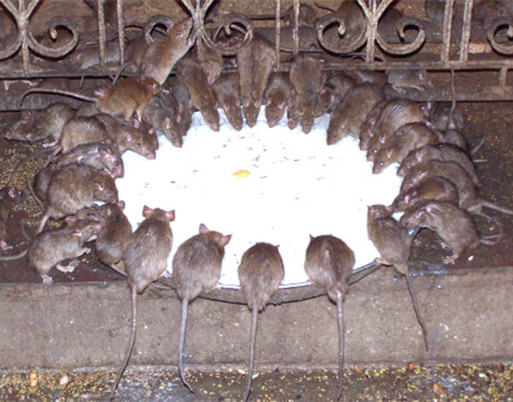 কারনি মাতা মন্দির: রাজস্থানের বিকানের থেকে প্রায় ৩০ কিলোমিটার দূরে অবস্থিত এই মন্দিরকে অনেকে ইঁদুরের মন্দির বলেও জানেন। এই মন্দিরে রয়েছে কয়েক হাজার ইঁদুর। এখানে ইঁদুরকে পুজো করা হয়।