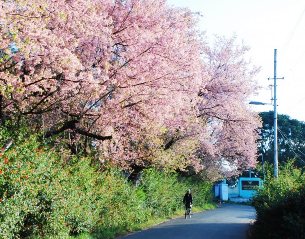 Shillong | Shillong To Host India’s First International Cherry Blossom ...