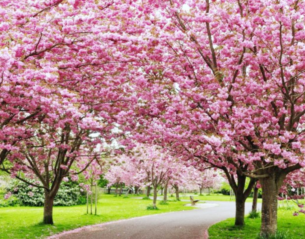 শিলংয়ের দ্বিতীয় পোলো গ্রাউন্ড, জওহরলাল নেহরু স্টেডিয়াম, ওয়ার্ল্ডস লেক এবং তার বিপরীতে অবস্থিত তারা ঘর— এই চার জায়গা মিলিয়ে চার দিন ধরে চলবে এই চেরি ব্লসম উৎসব।