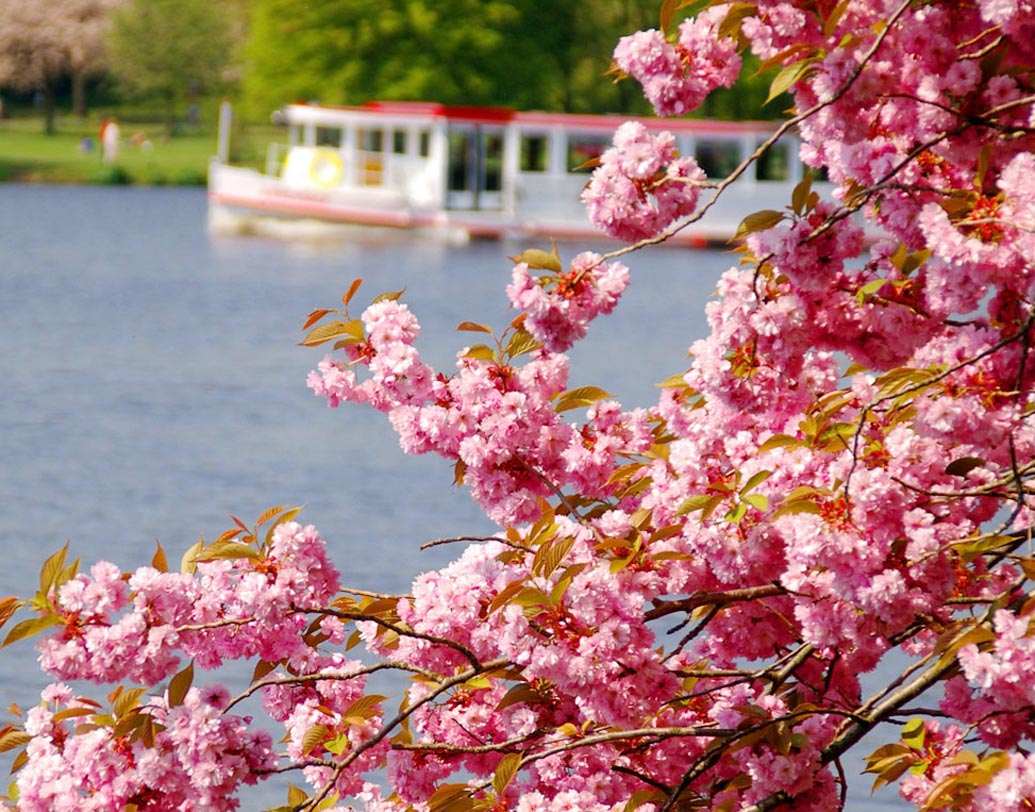 এই উত্সবের হাত ধরে শিলংয়ে প্রায় পাঁচ হাজার চেরি ব্লসম গাছের চারা লাগানো হবে।