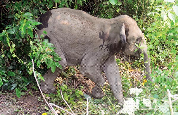 Elephant is recovering