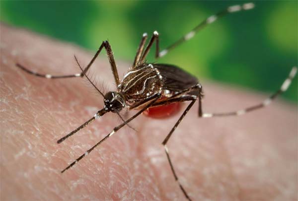 Hospitals are the breeding ground of Dengue