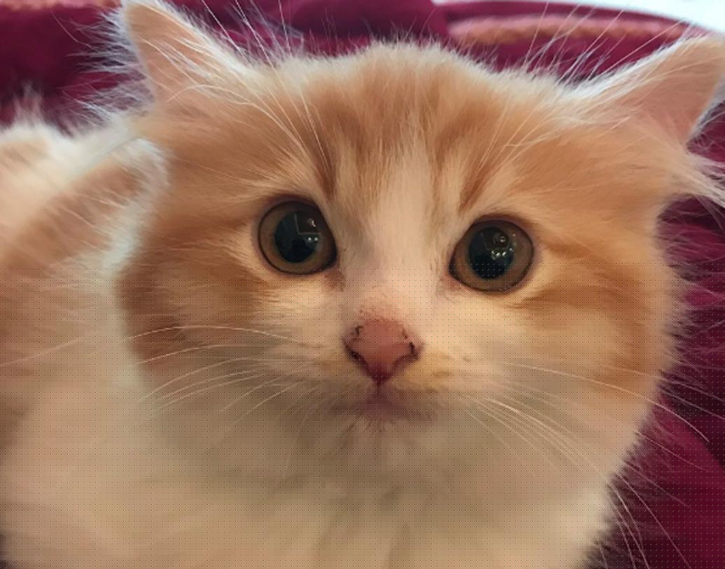 মালয়েশিয়ার প্রধানমন্ত্রী নজিব রেজাকের লোমশ, তুলতুলে চারটি বিড়াল রয়েছে। তাদের নাম লিও, কিকি, টাইগার এবং সিম্বা। হাজার ব্যস্ততার মধ্যে পোষ্যদের নিত্য নতুন ছবি পোস্ট করতে ভোলেন না প্রধানমন্ত্রী।