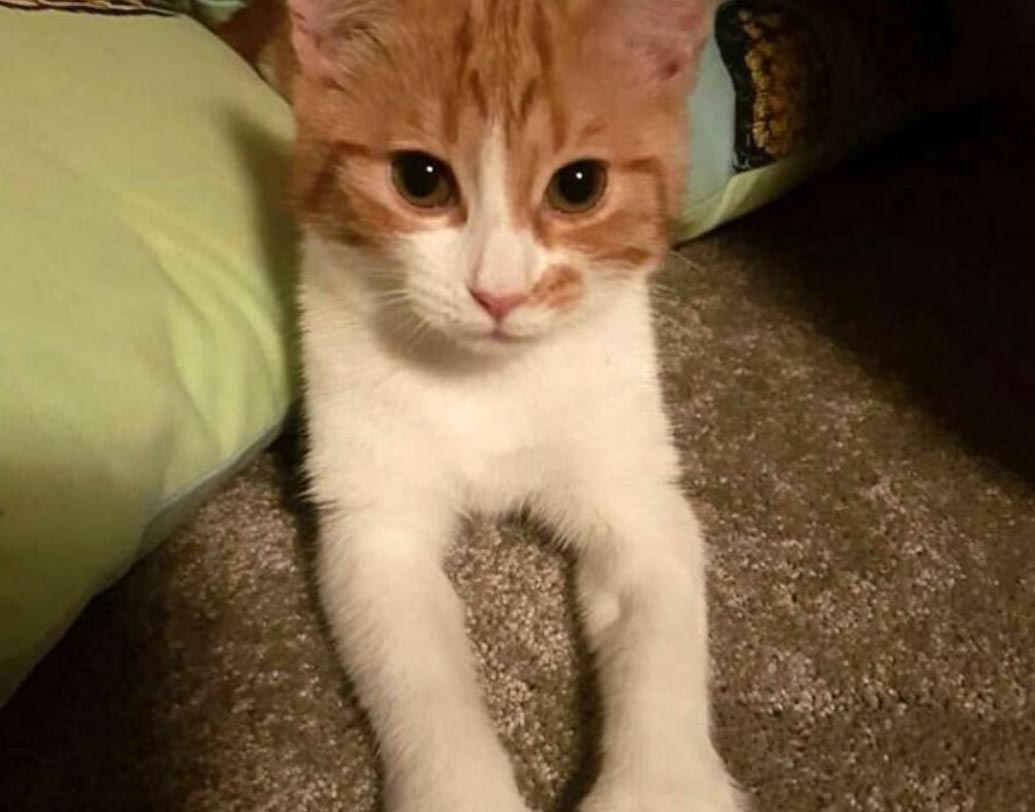 নিউজিল্যান্ডের প্রধানমন্ত্রীর আদুরে এই বিড়াল প্যাডেলস‌্-এর একটি টুইটার অ্যাকাউন্টও রয়েছে। টুইটারে ভীষণ ভাবে ‘সক্রিয়’ প্যাডেলস‌্।