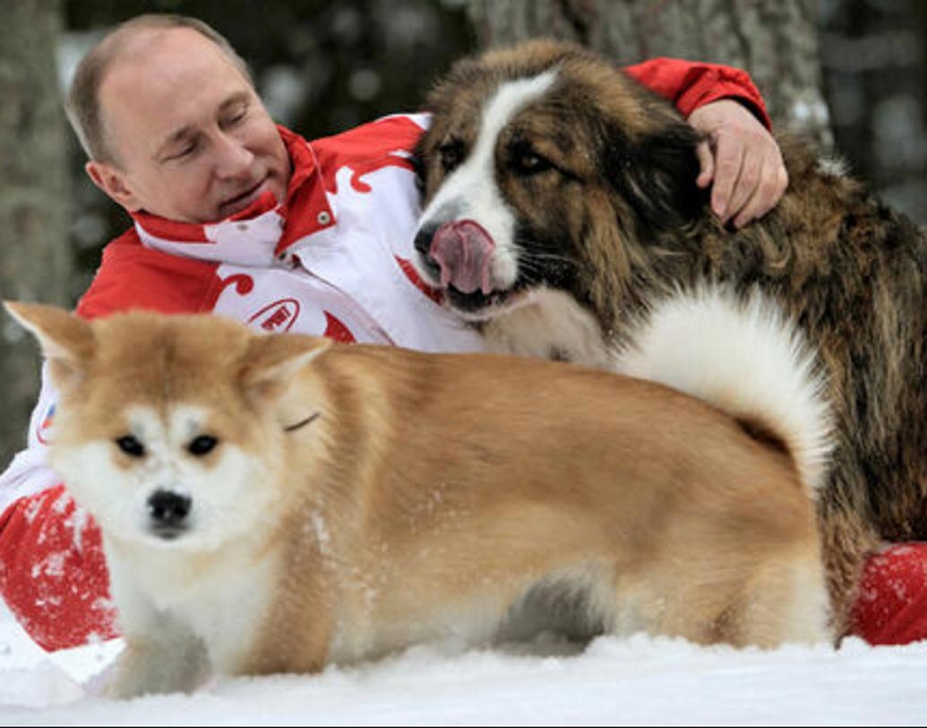 জানেন কি রাশিয়ার প্রেসিডেন্ট ভ্লাদিমির পুতিন এক জন ডগ লাভার? একটা নয়, তিন-তিনটে পোষ্য রয়েছে তাঁর কাছে— ভারনি, উয়ুমে এবং বাফি।