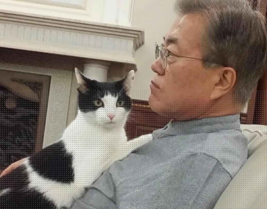 রাস্তা থেকে উদ্ধার করা একটি কুকুরকে নিজের কাছে রাখতে শুরু করেন দক্ষিণ কোরিয়ার প্রেসিডেন্ট মুন জে-ইন। তার নাম রাখেন টরি। শুধু টরিই নয়, মারু আর জিং জিং নামে তাঁর আরও দু’টি পোষ্য রয়েছে তাঁর।