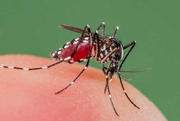Dengue infestation increases in Purulia