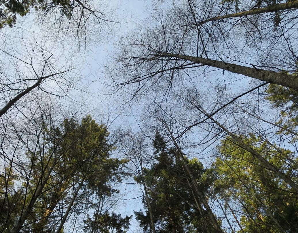 অ্যানাব্লেফোবিয়া: ভার্টিগো বা হাইট সিকনেসের কথা জানান নিশ্চয়ই? এর উল্টো ফোবিয়াও হয় জানতেন কি? কিছু মানুষ রয়েছেন যারা অ্যানাব্লেফোবিয়ার শিকার। এরা নীচে দাঁড়িয়ে আকাশের দিকে বা উঁচু কিছুর দিকে তাকালেই শিউরে ওঠেন।