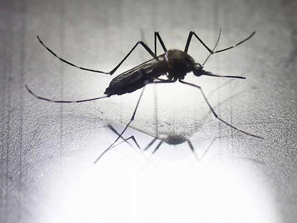 Two people died between five hours due to dengue