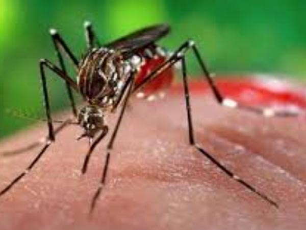 37 people attacked of Dengue