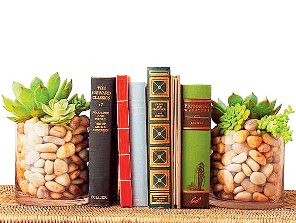 How to take care of Succulent plants