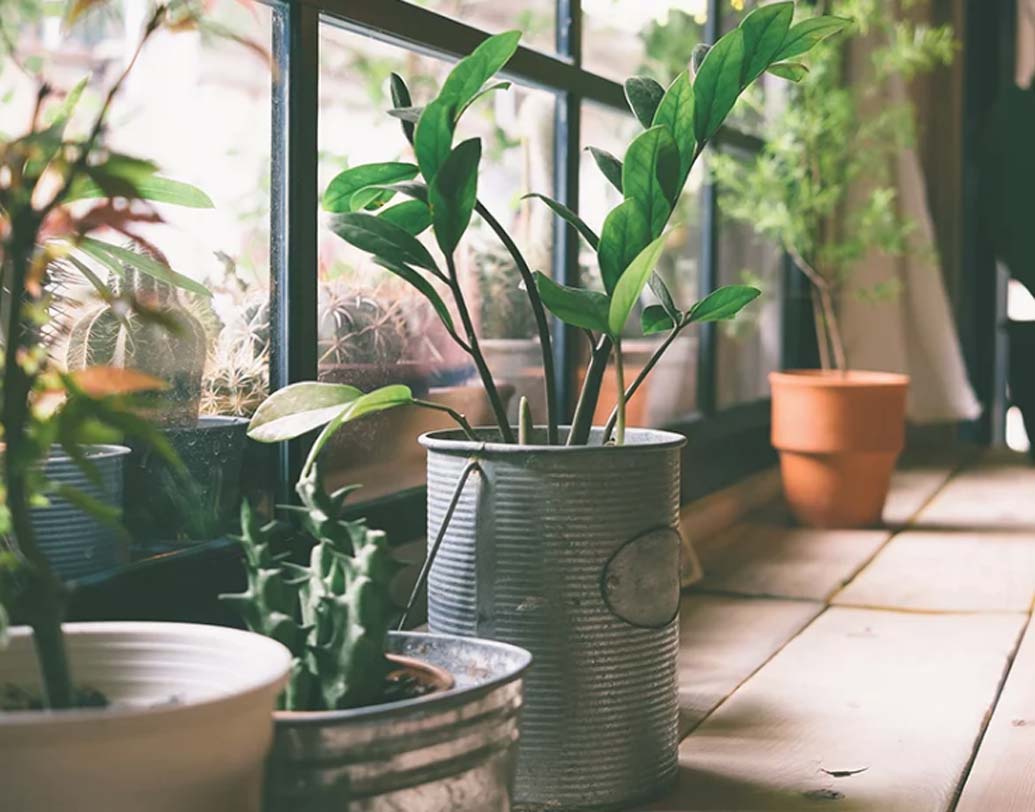 ঘরের বাতাসকে বিশুদ্ধ রাখতে ছোট গাছ লাগান। অ্যালো ভেরা, আইভি, ,স্পাইডার প্ল্যান্ট এই সব গাছগুলি খুব দ্রুত ঘরের কার্বন-ডাই অক্সাইড টেনে নিয়ে বিশুদ্ধ অক্সিজেন ছড়িয়ে দেয়।