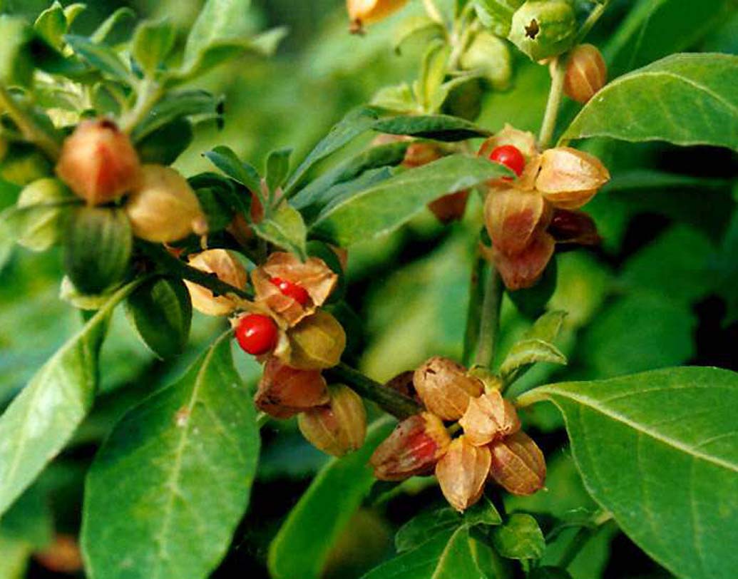 অশ্বগন্ধা: যে কোনও রোগ নিরাময়ে সেই প্রাচীন কাল থেকেই আয়ুর্বেদ শাস্ত্রের উপর ভরসা করে আসছেন চিকিৎসকেরা। মানসিক অবসাদ কাটাতেও তাই হাতিয়ার সেই আয়ুর্বেদই। চিকিৎসকদের কথায়,  অবসাদ কাটানোর খুব ভাল টোটকা অশ্বগন্ধা। অশ্বগন্ধার মধ্যে রয়েছে স্টেরয়ডাল ল্যাকটোন, স্যাপোনিনস, অ্যালকালয়েড, যা অবসাদ, অকারণ উত্তেজনা, উৎকণ্ঠা নিরাময়ে সাহায্য করে। মানসিক স্থিতি এবং ধৈর্য বাড়িয়ে তোলে।