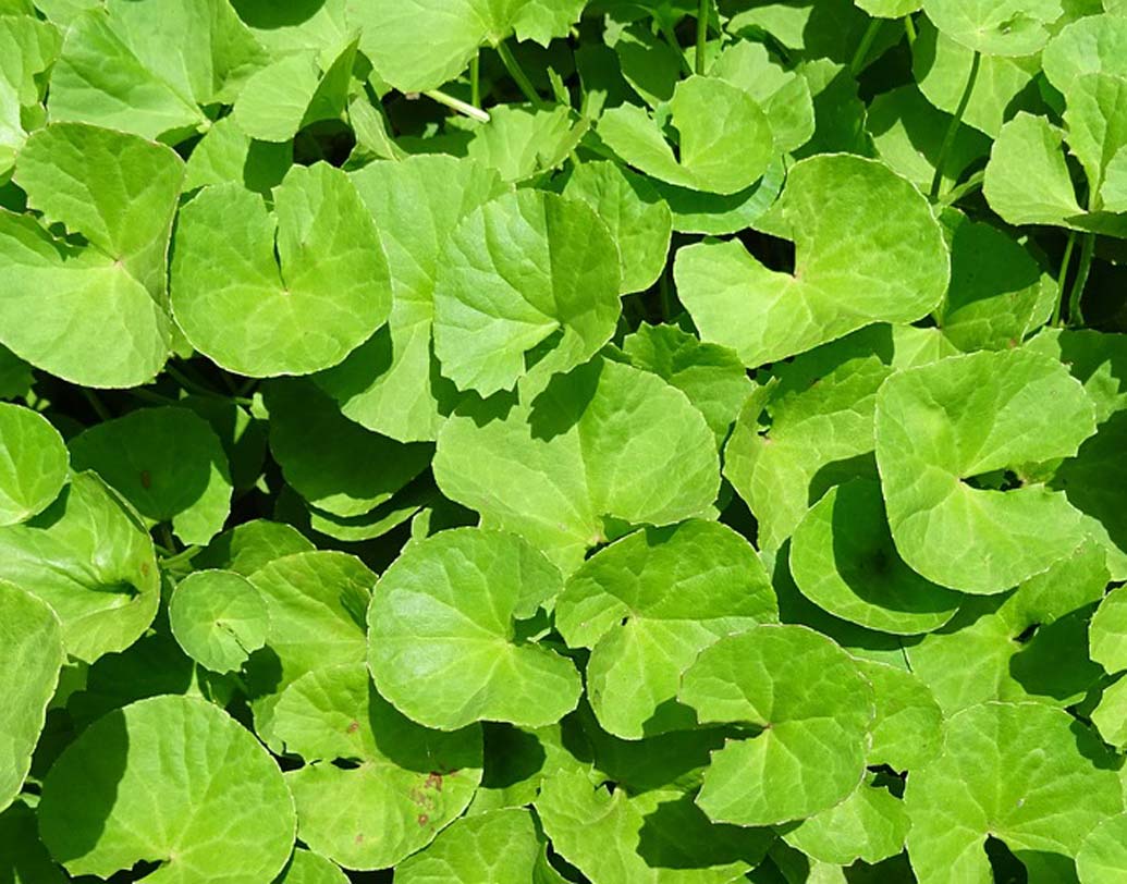 ব্রাহ্মী: ছোট গুল্ম জাতীয় উদ্ভিদ ব্রাহ্মী। প্রাচীন কাল থেকেই ব্রাহ্মীর উপকারিতা সর্বজনবিদিত। যে কোনও রকম অবসাদ এবং উদ্বেগ কাটাতে এর জুড়ি মেলা ভার। গবেষকদের মতে, ব্রাহ্মী খেলে মস্তিষ্কে স্টেরোটনিনের মাত্রা বৃদ্ধি পায়, ফলে মন শান্ত থাকে, উৎকণ্ঠা দূর হয়। যে কোনও স্নায়ুর রোগ নিরাময়েও সাহায্য করে ব্রাহ্মী।