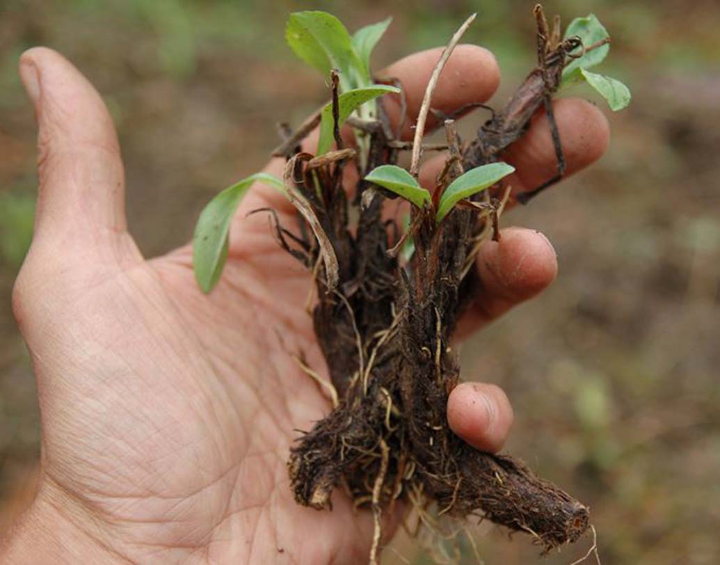 জটামাংসী: এই ভেষজ উদ্ভিদ অবসাদ এবং অনিদ্রা নিরাময়ে খুব ভাল ফল দেয়। জটামাংসী গুঁড়ো নিয়মিত সেবনে মানসিক চাপ কমে। উচ্চ রক্তচাপে এটি হিতকর। অকারণ উদ্বেগ দূর করে।