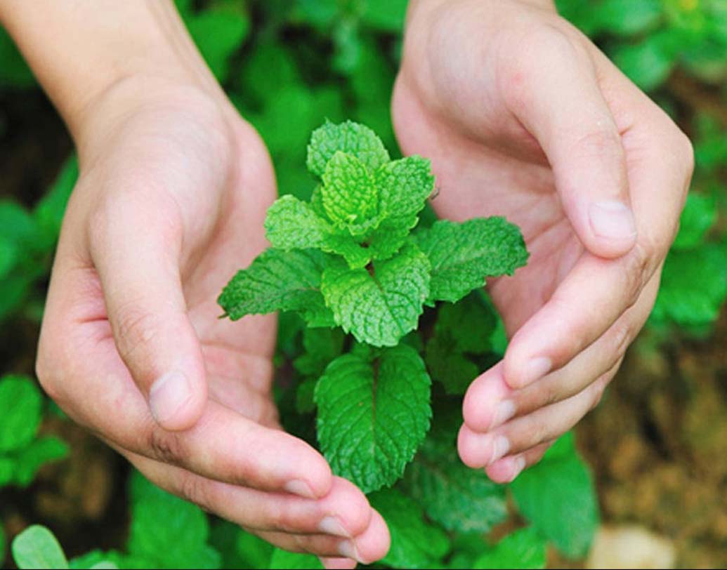 পুদিনা: এই ভেষজ উদ্ভিদের বহুবিধ গুণ রয়েছে। পুদিনাতে রয়েছে মেন্থল যা স্নায়ুকে ঠাণ্ডা রাখে, উত্তেজনা প্রশমিত করে। অনিদ্রা দূর করে। তা ছাড়া রয়েছে, ভিটামিন এ এবং সি, ম্যাগনেসিয়াম, ম্যাঙ্গানিজ, ক্যালসিয়াম, আয়রন, কপার এবং পটাসিয়াম। নিয়মিত পুদিনা সেবনে মন, মেজাজ ঠাণ্ডা থাকে। উদ্বেগ কমে।