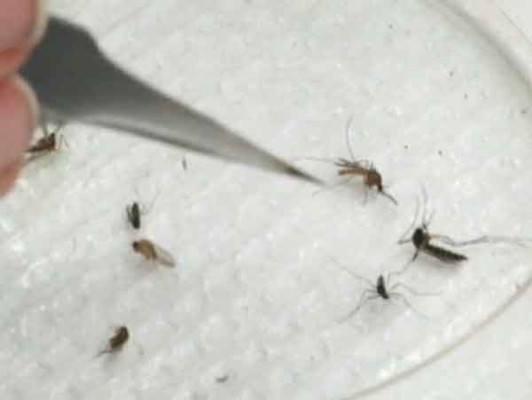 People are finding roll-on to kill Dengue Mosquitoes