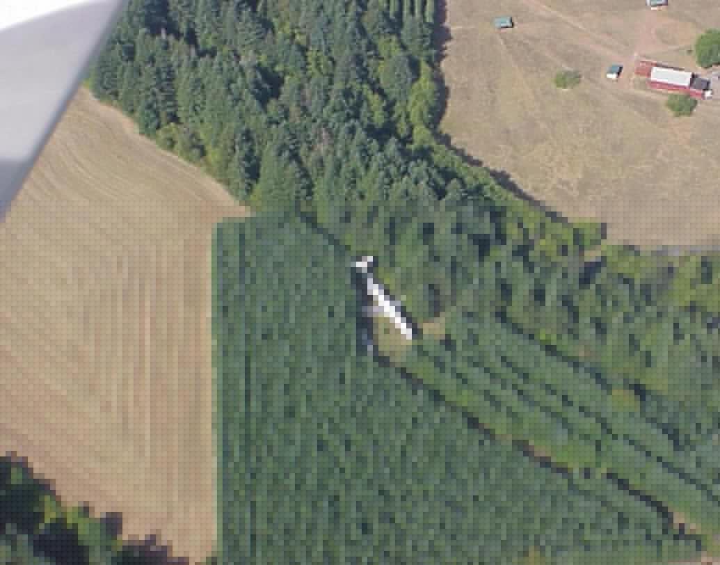 আমেরিকার অরিগন জঙ্গলে রয়েছে এই ফরেস্ট হাউস।