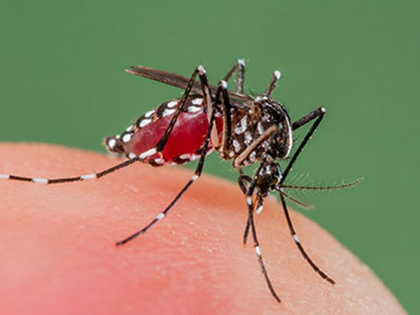 Dengue letter: state Govt did not reply to the Center