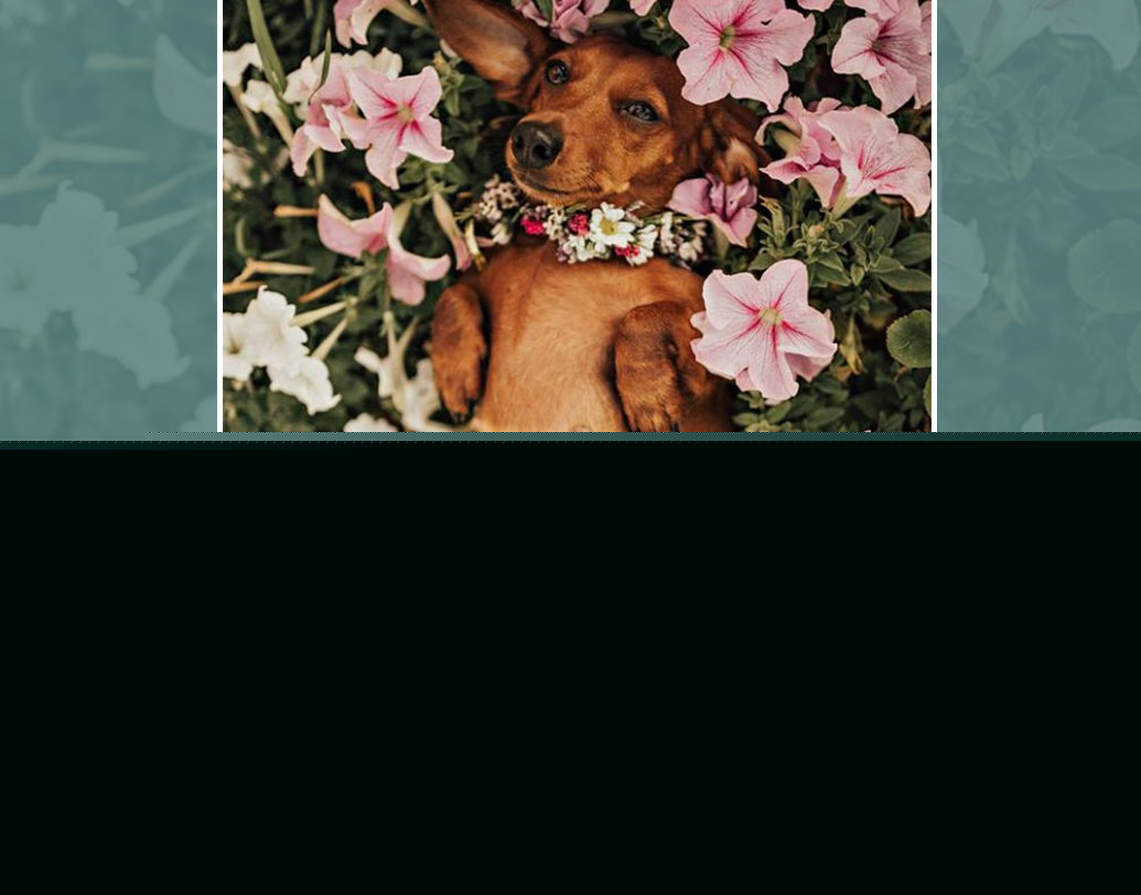 মালিক ভিকি মিলারে আর তাঁর আদরের এই পোষ্য সিন্দি অস্ট্রেলিয়ার বাসিন্দা। প্রথমবার মা হতে চলেছে সে। তাই সিন্দিকে খুশি করতেই এত কিছুর আয়োজন করেছিলেন ভিকি।