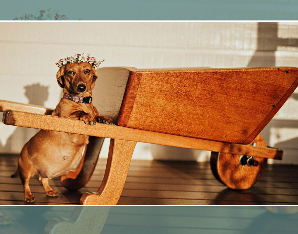 ভিকি পেশায় একজন ফোটোগ্রাফার। আর তাই আদরের সিন্দিকে বেশ সাজিয়ে গুছিয়ে ক্যামেরার সামনে নিয়ে এসেছেন তিনি। ছবিতে স্পষ্টই বোঝা যাচ্ছে এমন অভিনব সুযোগ পেয়ে খুবই খুশি ‘মম-টু-বি’ চিন্দি।