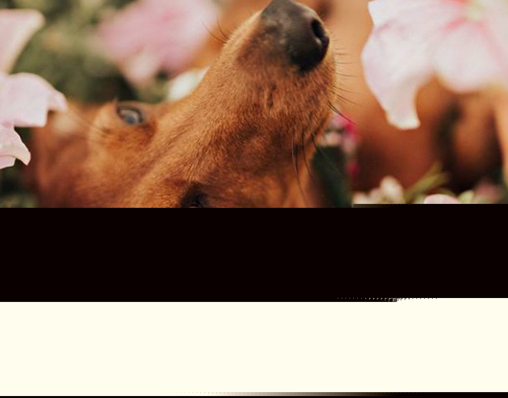 শুধু তাই নয়, মিলার জানিয়েছেন সিন্দি মা হওয়ার পর তার বাচ্চাদেরও আলাদা করে ফোটোশুট করা হবে। সিন্দির এই অভিনব ফোটোশুট ভিকি শেয়ারও করেছেন সোশ্যাল মিডিয়ায়। সঙ্গে সঙ্গে ভাইরাল হয় সেই ছবিগুলি।