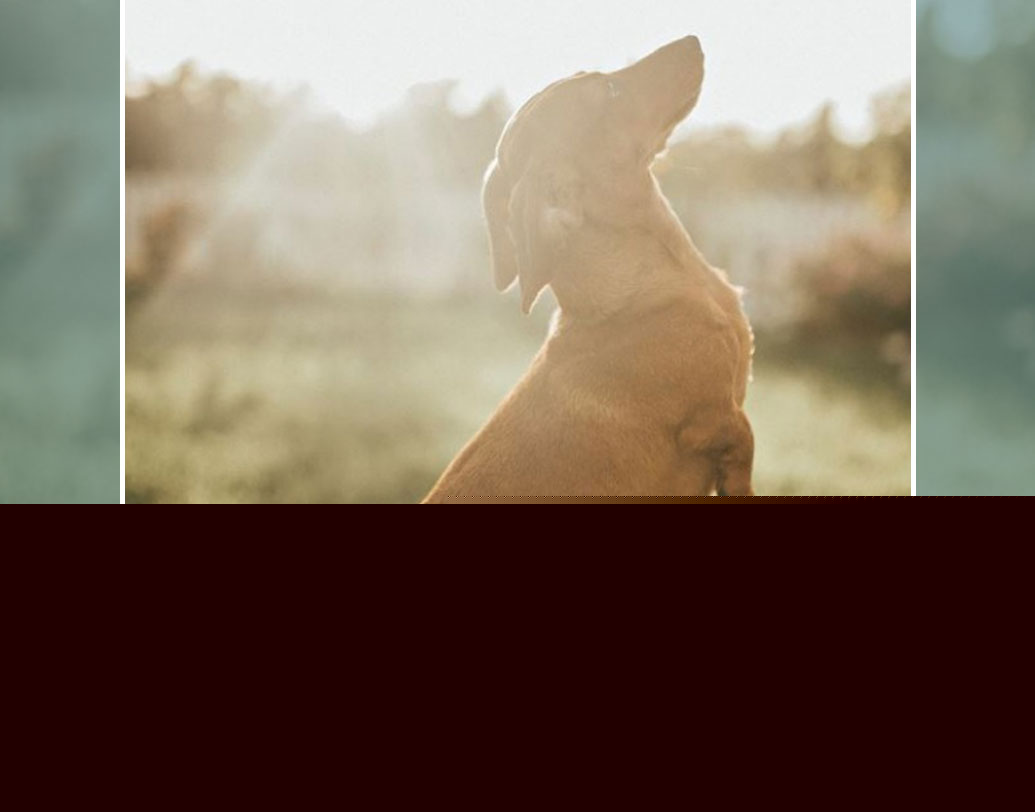 মাত্র ২০ মিনিটের মধ্যে লাইকের সংখ্যা পৌঁছায় হাজারের ঘরে। শুধু তাই নয়, কমেন্ট ও শেয়ারের সংখ্যাও এই মুহূর্তে চোখে পড়ার মতো।