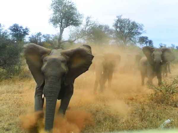 CM Mamata banerjee orders to compensate early to the victims family of elephant attack