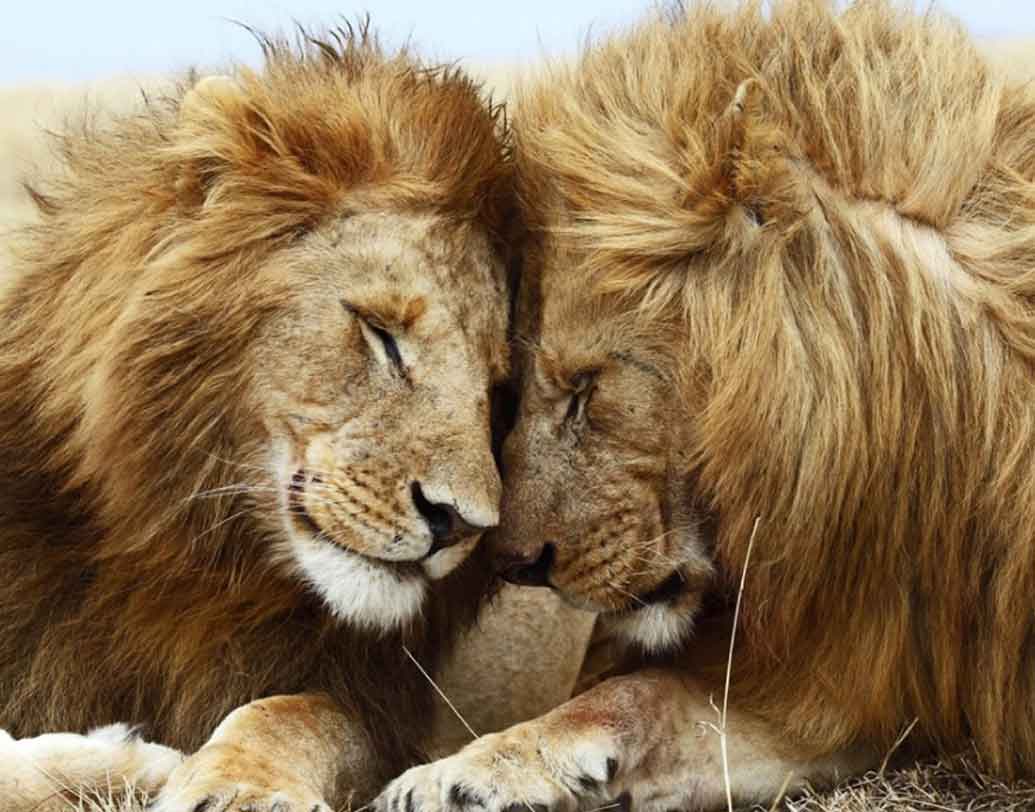 লায়ন(LION):
যদি আপনি প্রথমে লায়ন দেখে থাকেন, তার মানে আপনি খুব পরোপকারী। সকলের দিকে সাহায্যের হাত বাড়িয়ে দেওয়াই আপনার প্রকৃতি। পশুপাখিদের আপনি ভালবাসেন। কিন্তু পাশাপাশি আপনি খুব একাকিত্বে ভোগেন। আপনি সব সময় চান কেউ আপনার পাশে থেকে আপনাকে সাহায্য করুক।