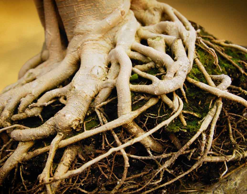 রুট(ROOT):
স্বাধীনচেতা আপনি। নিজের জীবনে অন্য কারও হস্তক্ষেপ পছন্দ করেন না। বেড়াতে ভালবাসেন। মাঝে মধ্যে নতুন কিছু আবিষ্কারের নেশাও পেয়ে বসে আপনাকে। অন্য মানুষকে দুর্দান্ত ভাবে প্রভাবিত করার অদ্ভুত ক্ষমতা রয়েছে আপনার মধ্যে।