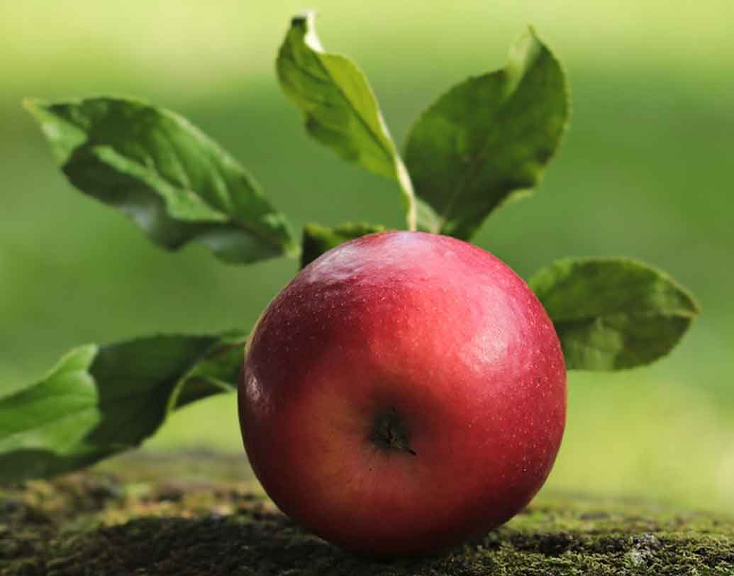 আপেল: নিয়মিত আপেল খান। আপেলের মধ্যে প্রচুর পরিমাণ ভিটামিন এবং মিনারেল রয়েছে যা দাঁত ভাল রাখতে সাহায্য করে। তা ছাড়া রয়েছে ম্যালিক অ্যাসিড যা স্যালিভা বা লালা তৈরি করে। দাঁতের ক্ষয় প্রতিরোধ করে। শুধু দাঁত নয়, আপেল সম্পূর্ণ স্বাস্থ্যের জন্যও খুব উপকারী।