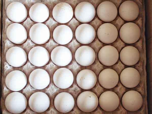 Bengal cooperatives will grow egg farm