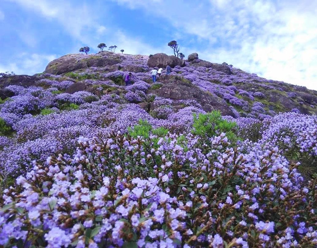 নীলগিরি ররাবরই পর্যটকদের আকর্ষণের অন্যতম কেন্দ্র। নীলগিরির প্রায় ৩২ বর্গ কিলোমিটার এলাকা প্রতি ১২ বছরে এক বার নীল রঙের ফুলে ঢেকে যায়। ১২ বছরঅন্তর এক বার করেই ফোটে এই ফুল।