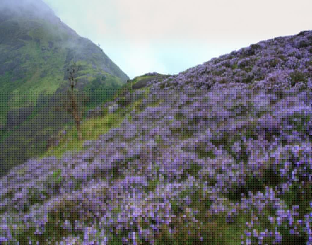 নীল রঙের নীলকুরিঞ্জি ফুলে ভরে ওঠে নীলগিরির গোটা পাহাড়ি উপত্যকা। নীলকুরিঞ্জি একটি গুল্ম জাতীয় উদ্ভিদ যা তামিলনাডু, কর্নাটক, কেরলেও দেখতে পাওয়া যায়।