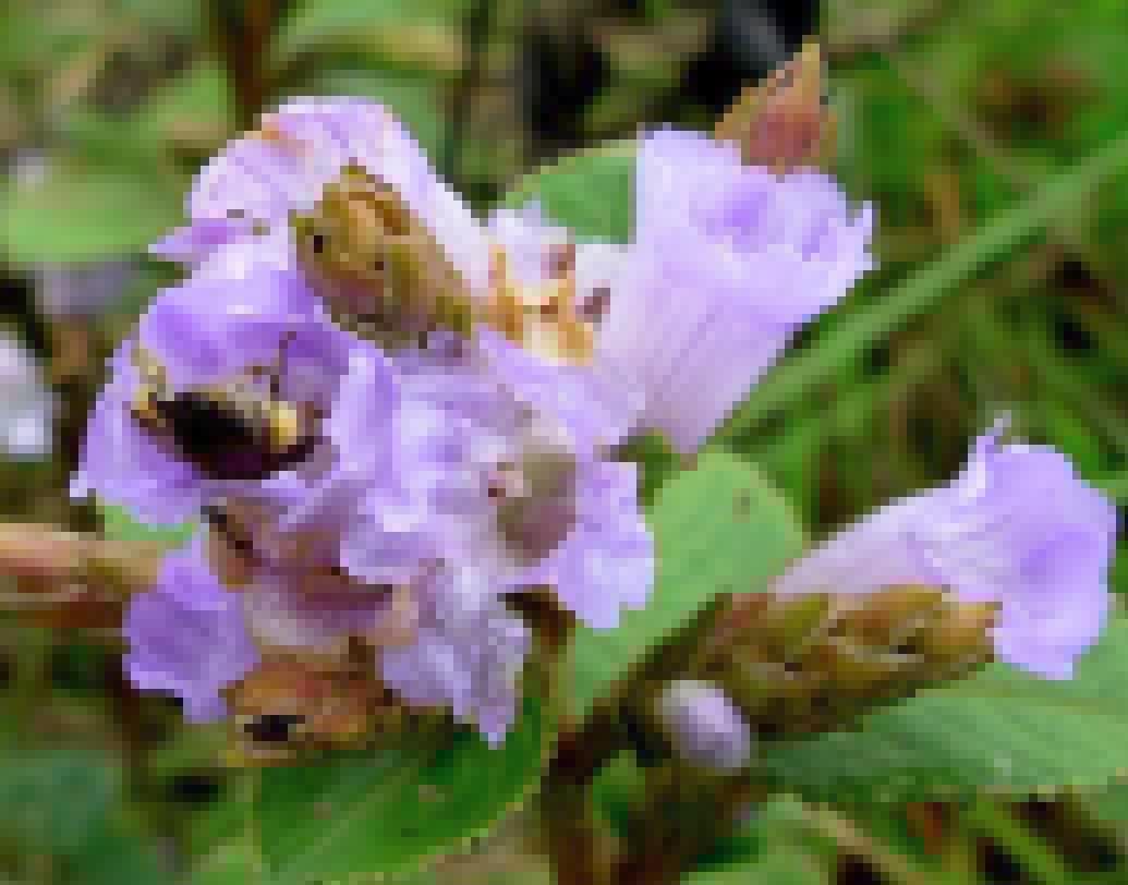 নীলকুরিঞ্জি ফুল ফুটলে নীলগিরির বিস্তির্ণ এলাকায় মৌমাছির আধিক্য বহু গুণ বেড়ে যায়। উদ্ভিদ বিজ্ঞানী এবং ভূবিজ্ঞানীদের মতে, নীলকুরিঞ্জির মিস্টি গন্ধ এবং ফুলে মধুর আধিক্যই এর অন্যতম কারণ।