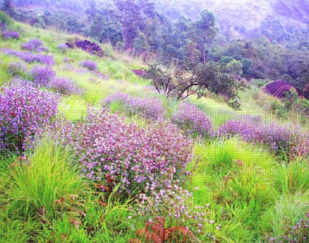 মূলত জুলাই থেকে নভেম্বরের মধ্যে এই ফুল ফোটে। ২০০৬-এ এমনই নীল রঙের নীলকুরিঞ্জি ফুলে ঢেকে গিয়েছিল নীলগিরি।