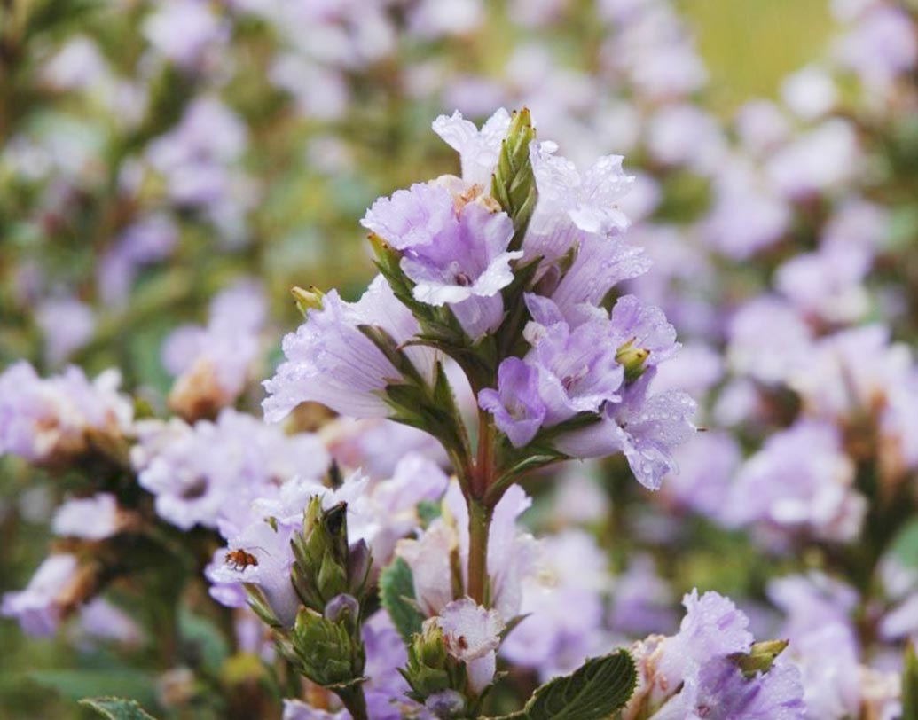 ২০১৮-এ নীলগিরির বিস্তির্ণ এলাকা ফের একবার ঢেকে যাবে নীলকুরিঞ্জি ফুলে। তাই অনেক পর্যটকেরই আগামী বছরের ভ্রমণ পরিকল্পনায় জায়গা করে নিয়েছে নীলগিরি।