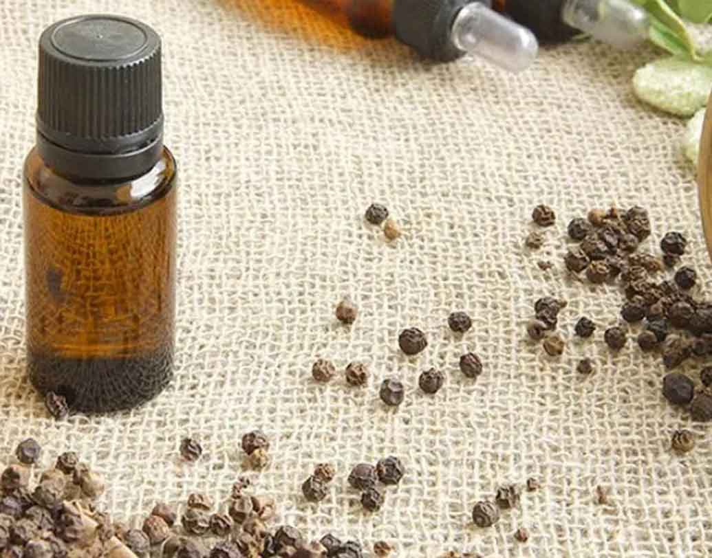 ক্যাপ্রিকর্ন(২৩ ডিসেম্বর-২০ জানুয়ারি):
নিয়মনীতির মধ্যে আবদ্ধ থাকতে ভালবাসেন এঁরা। ব্ল্যাক পিপার এসেনশিয়াল অয়েল এঁদের মধ্যেকার জড়তাগুলো খাটাতে সাহায্য করবে।