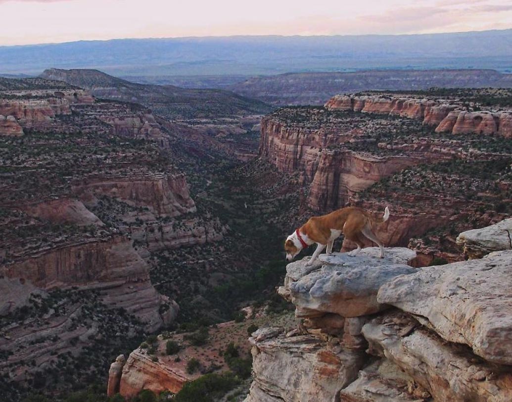 পোষ্যের প্রশংসায় পঞ্চমুখ সিনথিয়া আরেকটু যোগ করে বললেন, “এক বার তো ঘুরতে গিয়ে হেনরির নজরে আসে খাড়া একটি শিলা। আর সঙ্গে সঙ্গে ছুটে ও ওই শিলার শেষ প্রান্তে গিয়ে পৌঁছয়। ওখানকার লোকজন তো ওকে লিটল মাউন্টেন গোট অবধি বলতে শুরু করে দেয়।”