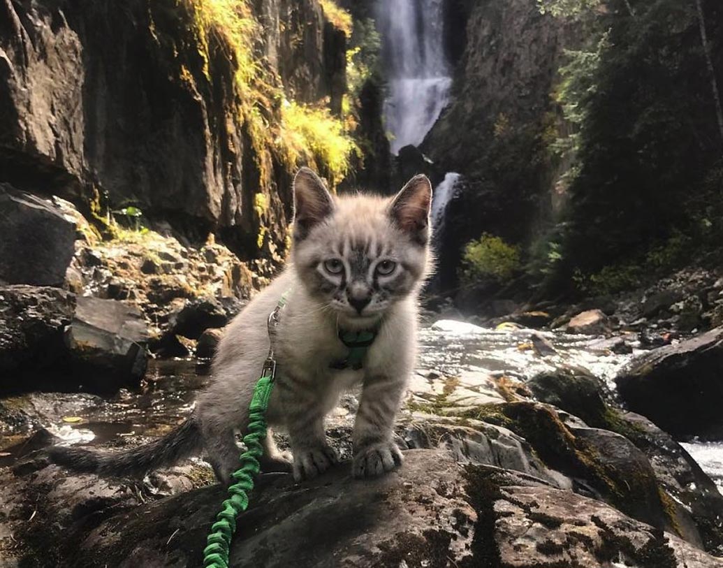 কয়েক মাস আগে পরিবারে আরেক সদস্যকে নিয়ে আসেন সিনথিয়া ও তাঁর বয়ফ্রেন্ড। পাঁচ মাস ধরে তন্ন তন্ন করে খোঁজার পর এক সিয়ামিজ বিড়াল ছানার খোঁজ পান তাঁরা। ওর নাম রাখেন বালু।